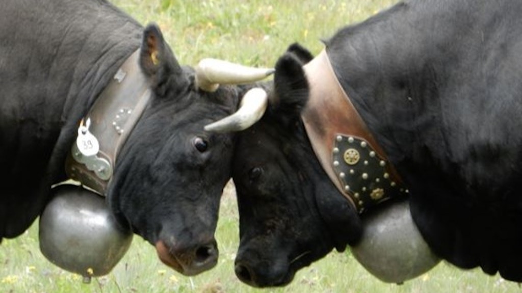 In this close-up shot, two horned Hérens cows face each other with lowered heads. They have wide open eyes and stand forehead to forehead, putting their endurance to the test. They wear cowbells on thick leather straps around their necks.