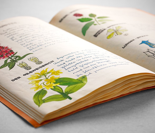 Das Herbar, das die 18-jährige Helen Meier 1947 am Lehrerseminar anfertigte, ist grösstenteils von Hand gezeichnet.