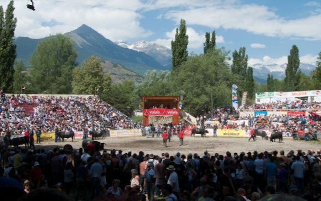 La photo montre l’arène, avec les tribunes, les arbres et les montagnes en arrière-plan. Sur le sol sablonneux de l’arène, deux vaches se font face, tandis que cinq autres bêtes et leurs propriétaires ainsi que les rabatteurs se tiennent prêts dans le ring.