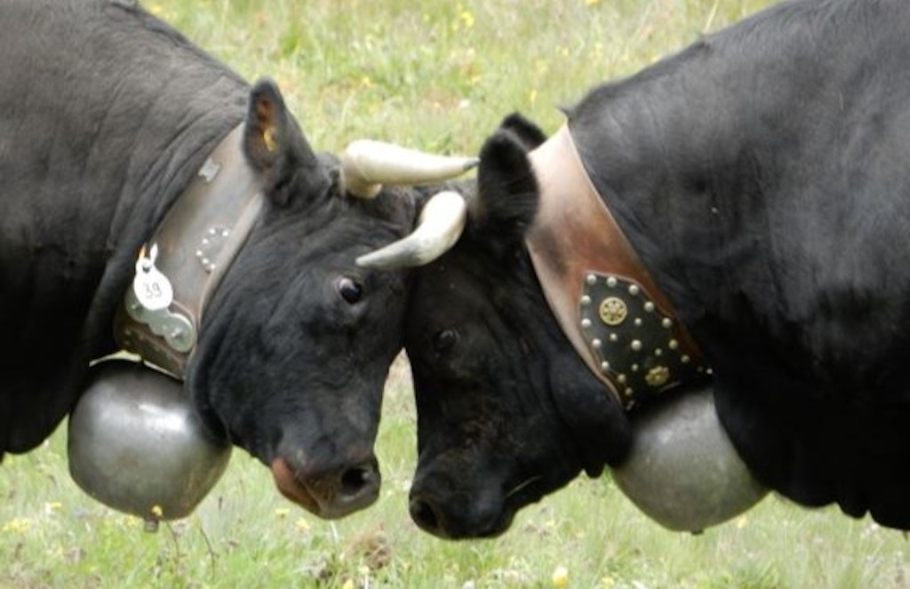 Gros plan de deux vaches d’Hérens à cornes qui se font face, tête baissée. Front contre front, les yeux grands ouverts, elles se mesurent l’une à l’autre. Chacune porte autour du cou une cloche attachée à un large collier de cuir.